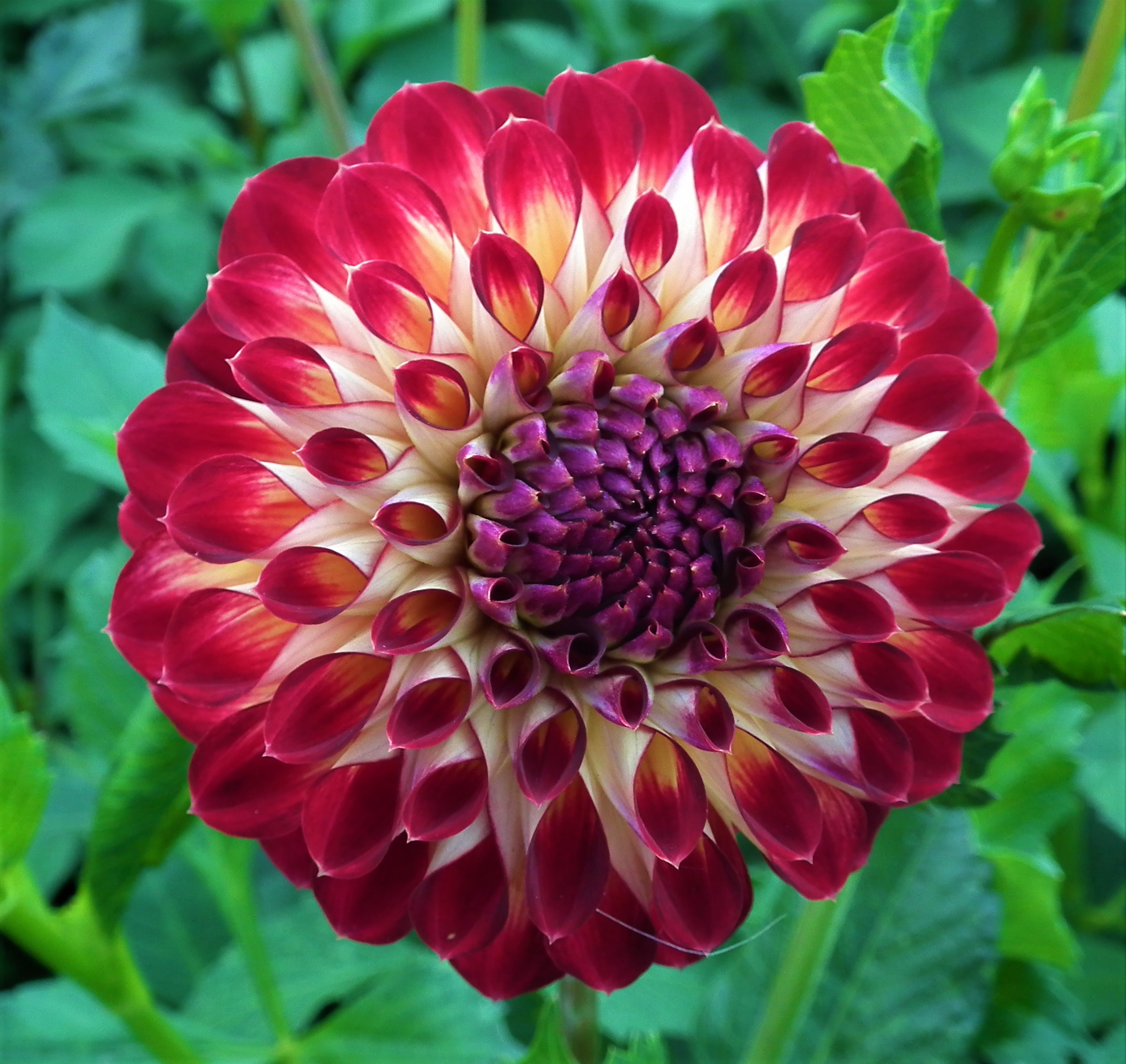 Dahlia Jowey Joshua